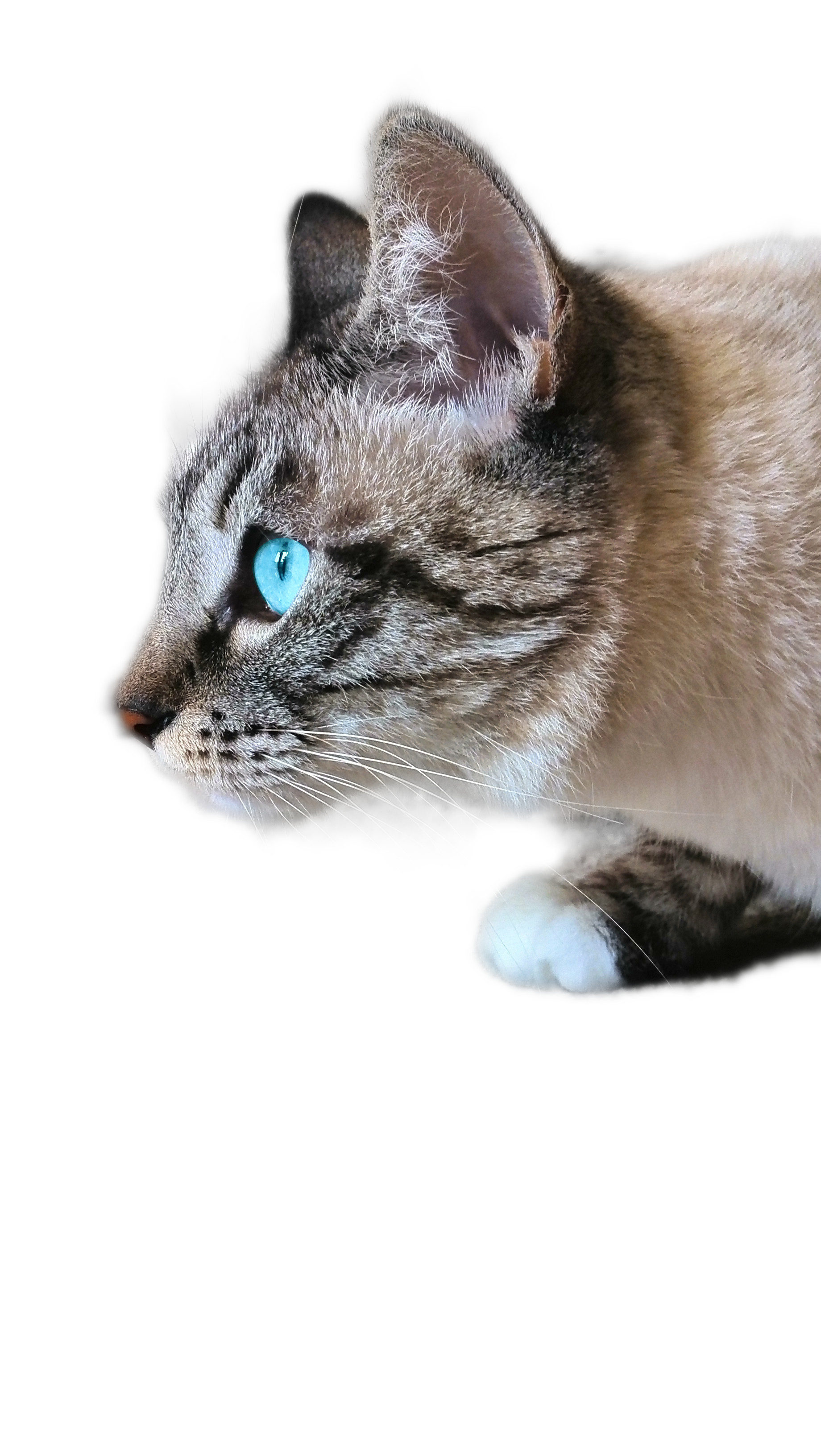 JPEG-GAIA-PROFIL-DETOURAGE-TEST