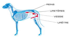 voies urinaires chien