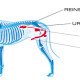 voies urinaires chien