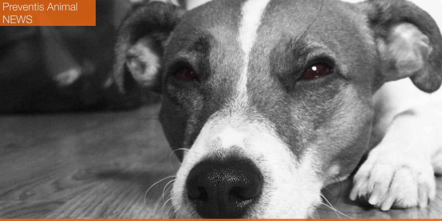 amyloidose-renale-chez-le-chien-et-le-chat