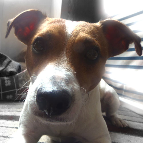 Chester