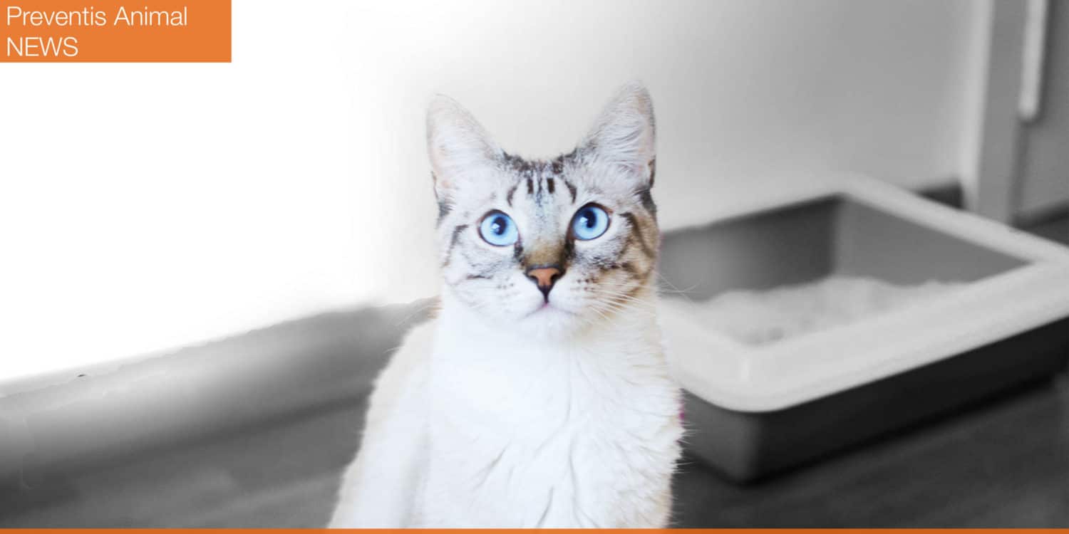 infection-de-lappareil-urinaire-chez-le-chat-et-le-chien