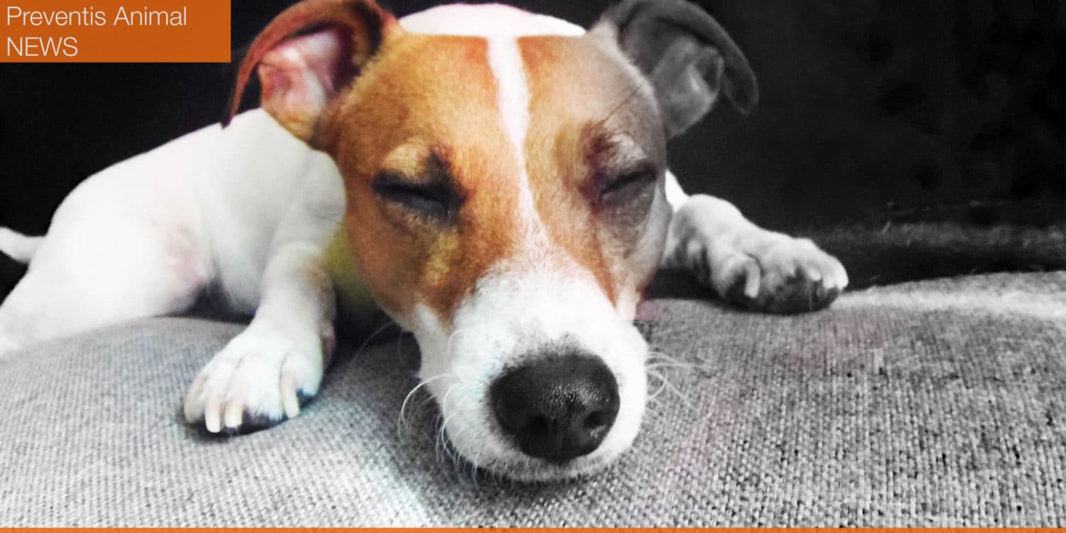 lesions-de-lappareil-urinaire-chez-le-chien-et-le-chat
