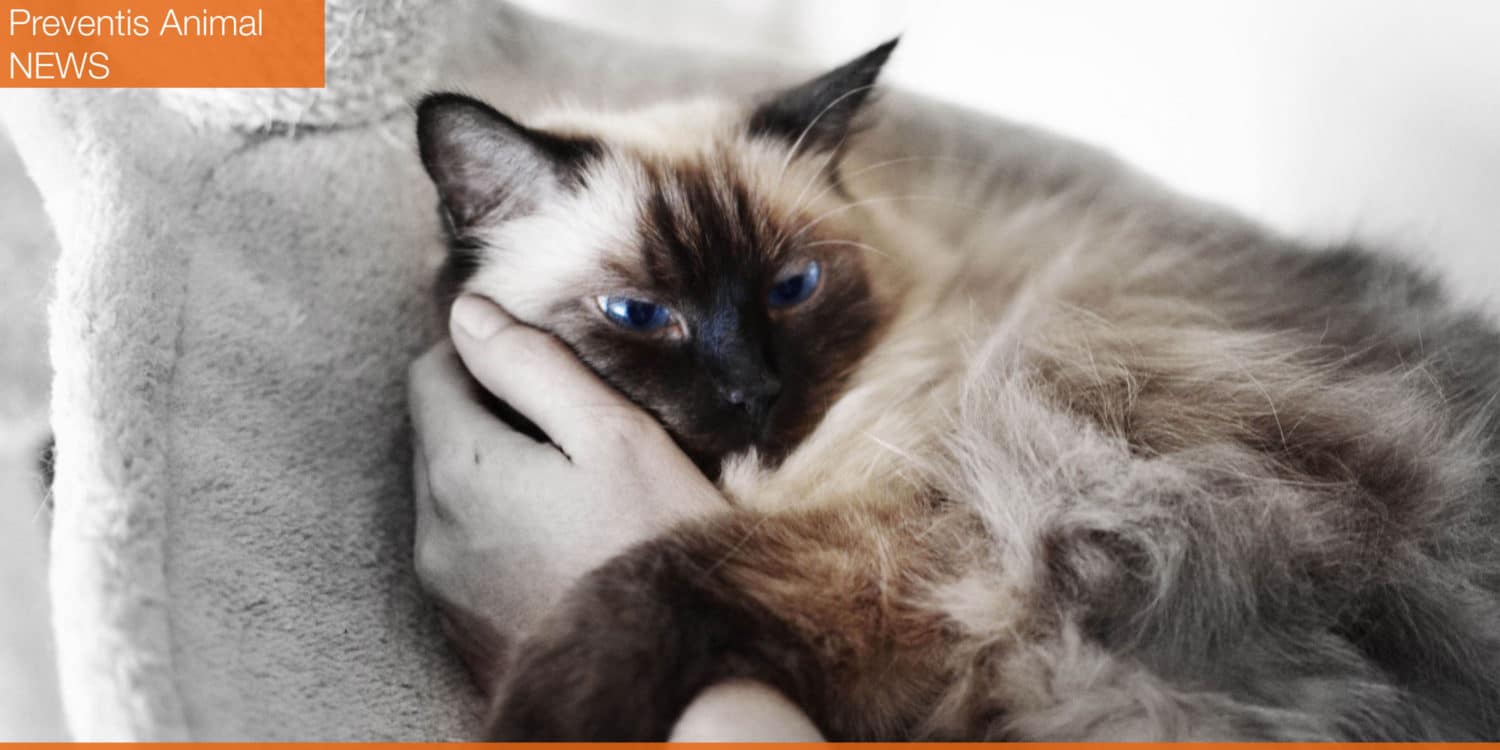 polykystose-renale-chez-le-chat-et-le-chien