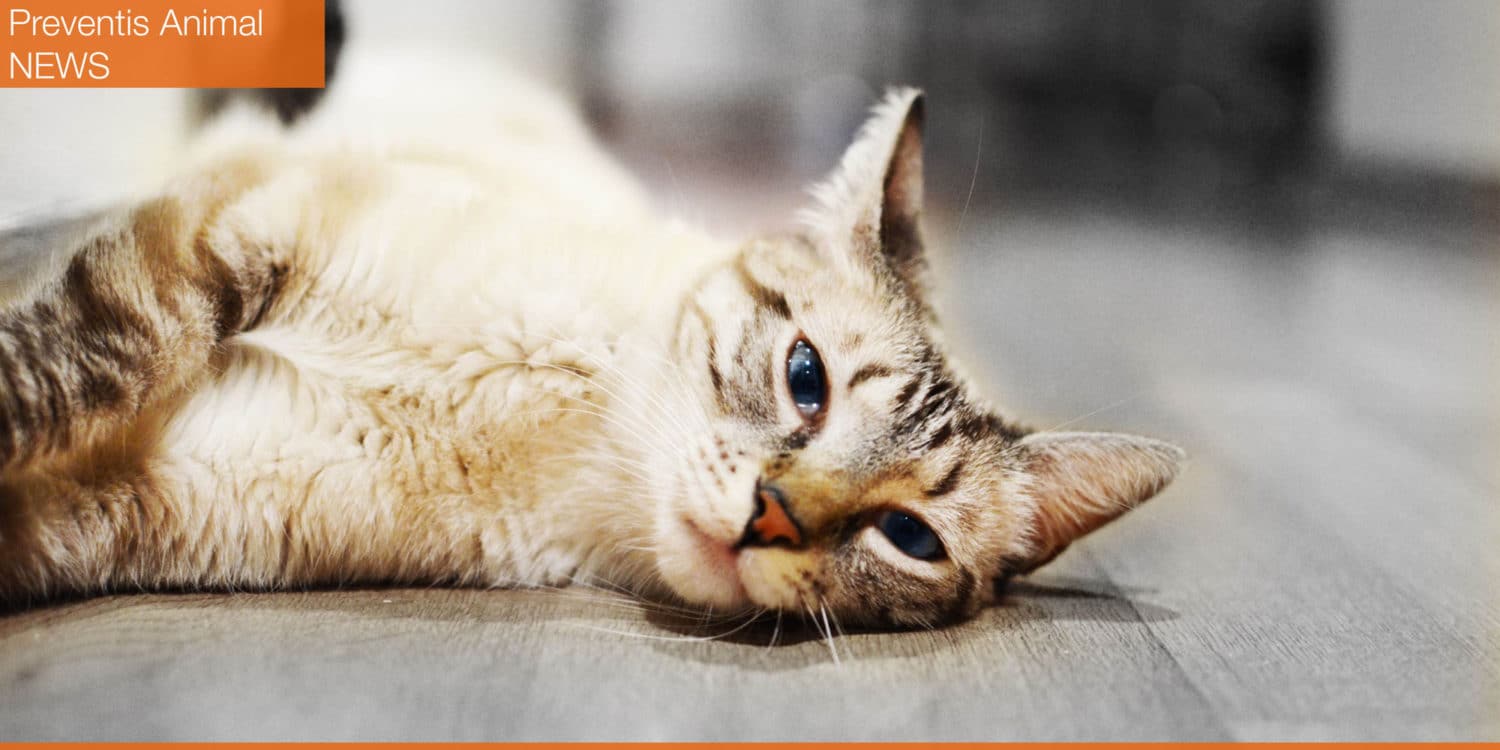 la-cystite-chez-le-chat