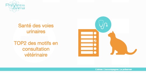 test dépistage voies urinaires chat cystite infection rénale.001 analyse urinaire cystite infection