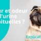 Problème urinaire test santé analyse urinaire chat