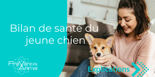 Bilan-santé-chien consultation vétérinaire test pour chien