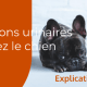 Problème urinaire chien