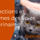 Maladies urinaires chat