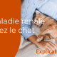 Maladie rénale chats