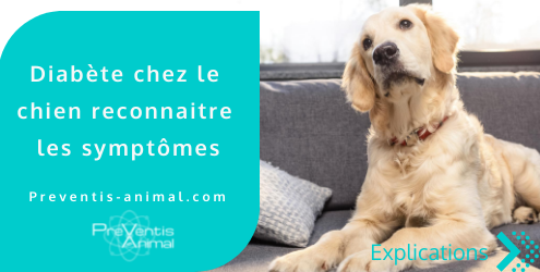 Comment savoir si mon chien est diabétique