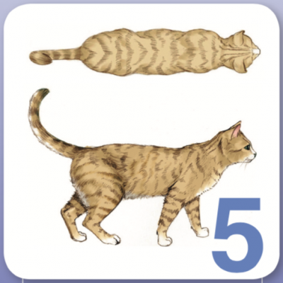 Bien proportionn&eacute;. C&ocirc;tes avec l&eacute;g&egrave;re couche graisseuse. Taille marqu&eacute;e derri&egrave;re les c&ocirc;tes, mais non prononc&eacute;e. Couche graisseuse abdominale minime.