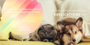 changement de routine et problème de comportement du chat et du chien