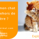 chat fait pipi à coté du bac à litière