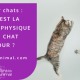 Quiz félin