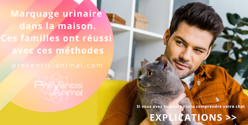 urine de chat quelles solutions