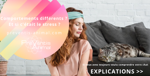 comportement et stress chez le chat
