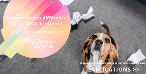 problèmes de comportements chien stressé