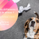 problèmes de comportements chien stressé