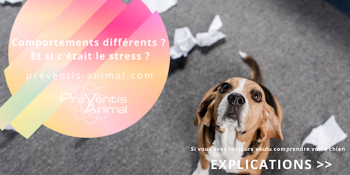 problèmes de comportements chien stressé