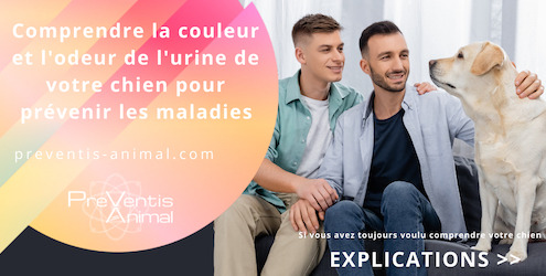 couleur et l'odeur de l'urine de votre chien pour prévenir les maladies